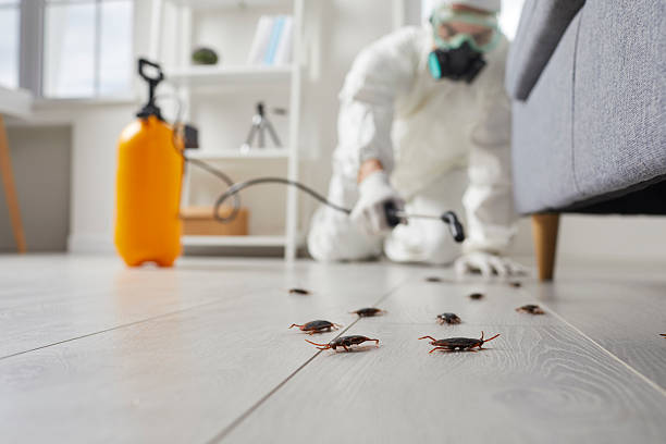 Commercial Kitchen Cockroach Control in Litchfield